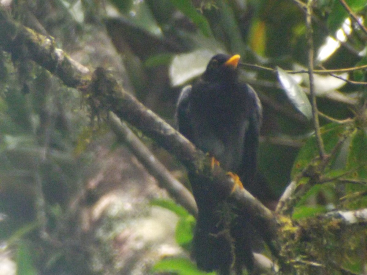 Yellow-legged Thrush - ML641547252