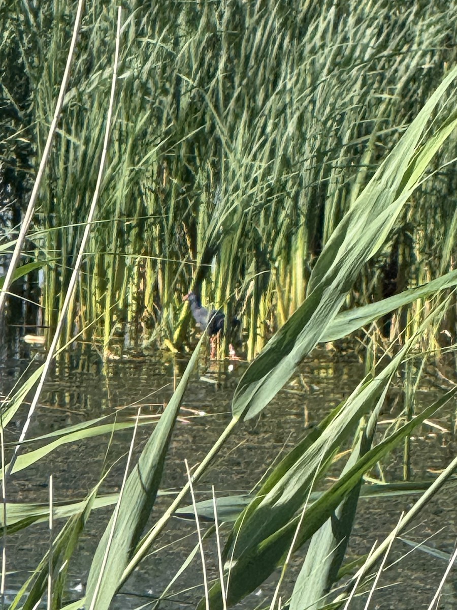 slípka modrá - ML641547282