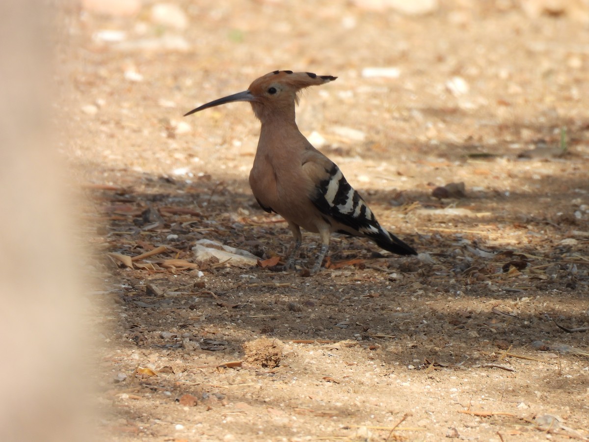 Eurasian Hoopoe - ML641547313
