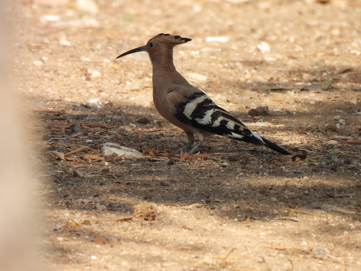 Eurasian Hoopoe - ML641547314