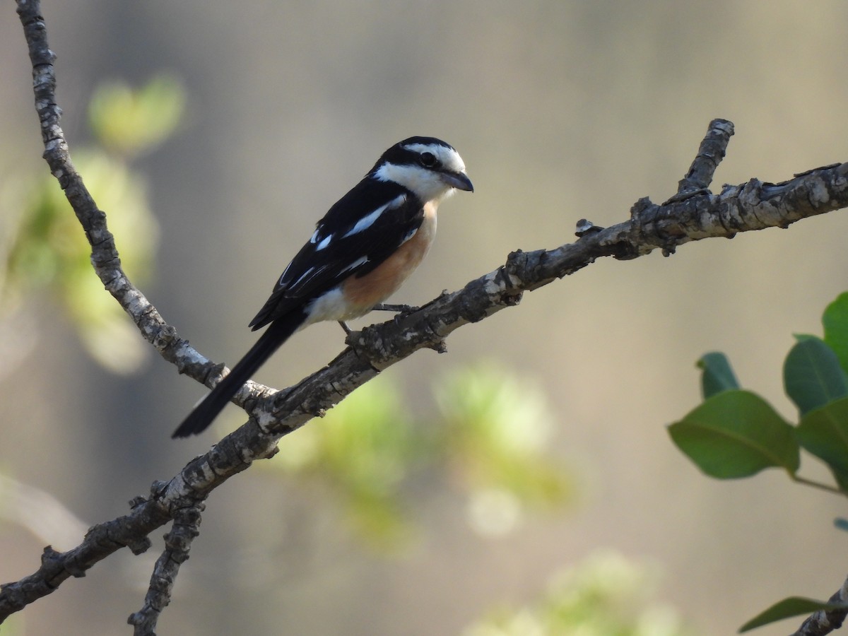 Masked Shrike - ML641547330