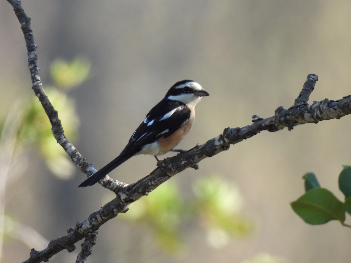 Masked Shrike - ML641547331