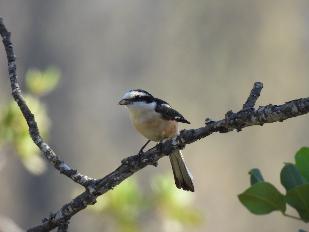 Masked Shrike - ML641547333