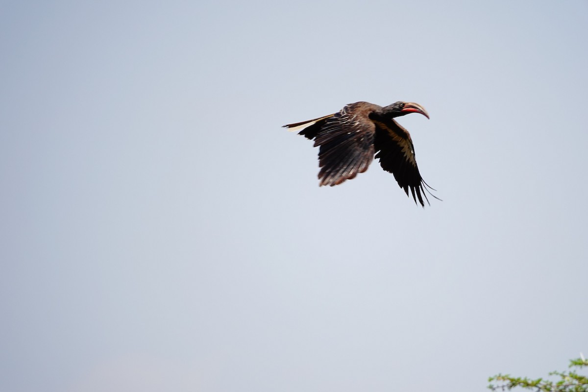 Hemprich's Hornbill - ML641547353
