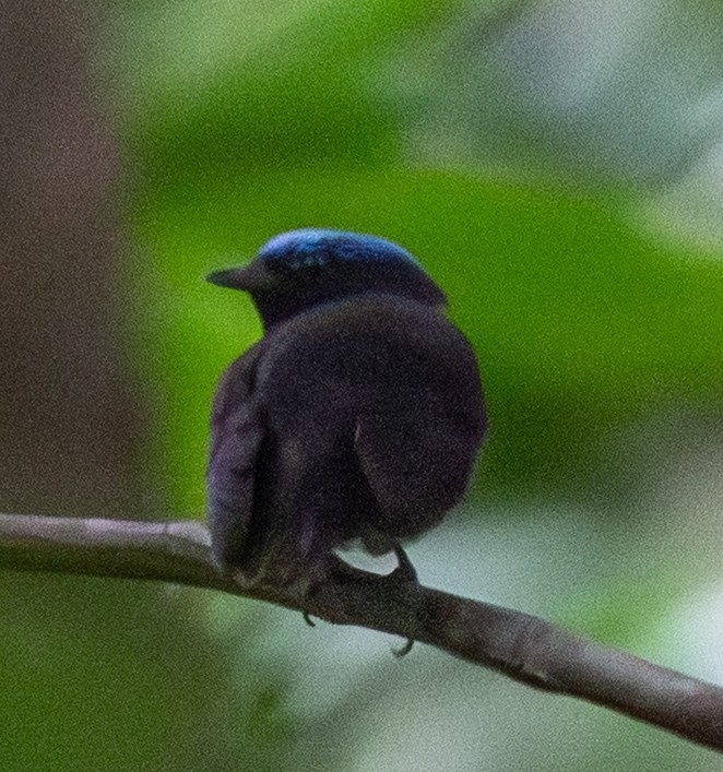 Blue-capped Manakin - ML641547363