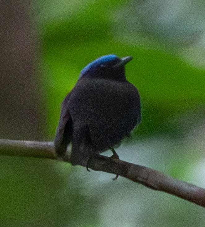Blue-capped Manakin - ML641547364