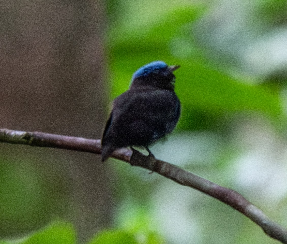 Blue-capped Manakin - ML641547365