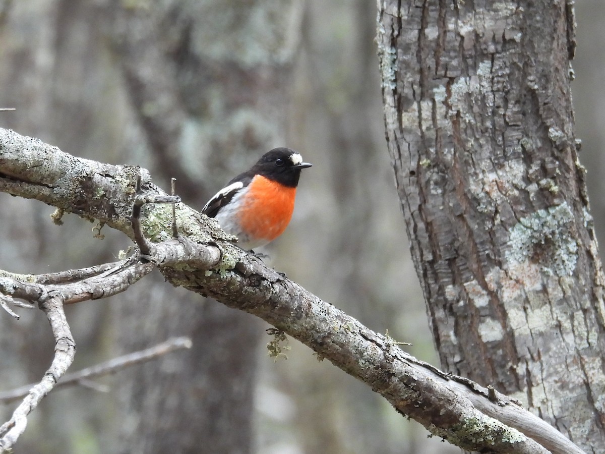 Scarlet Robin - ML641547391