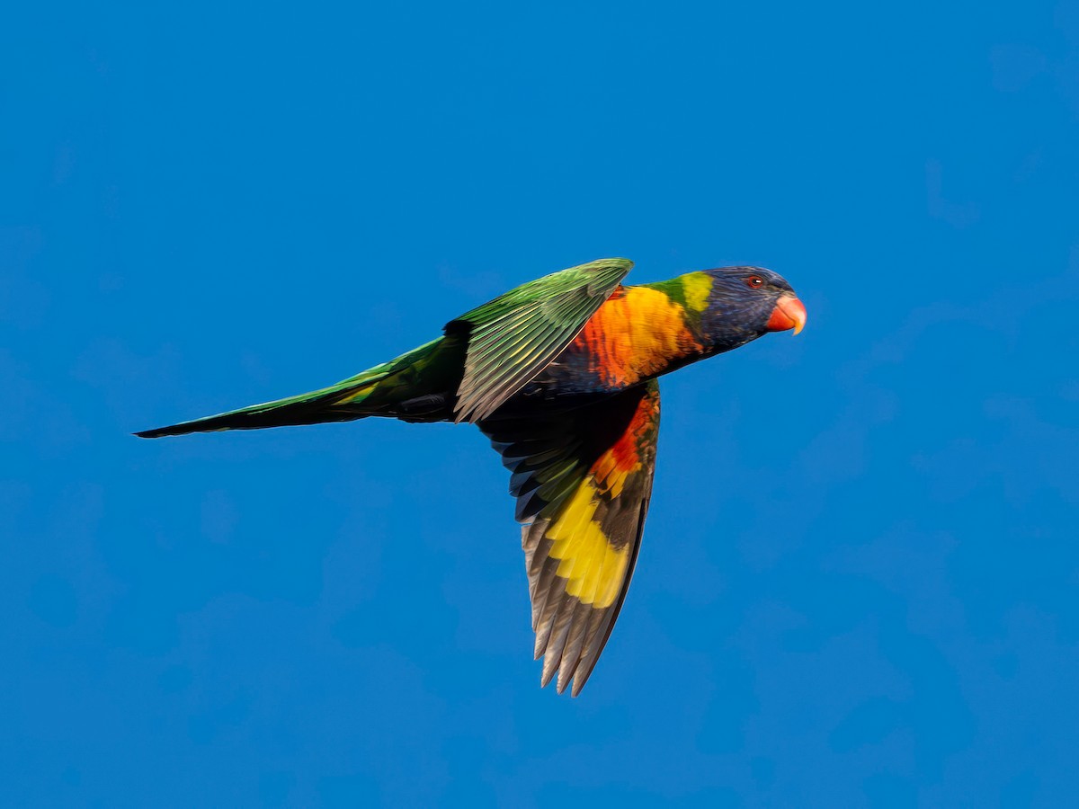 Rainbow Lorikeet - ML641547403