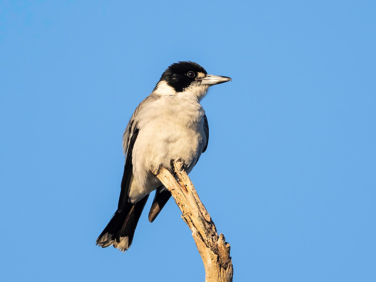 Gray Butcherbird - ML641547418