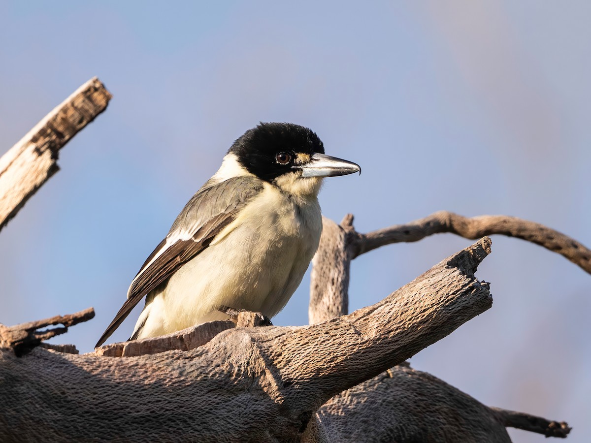 Gray Butcherbird - ML641547419