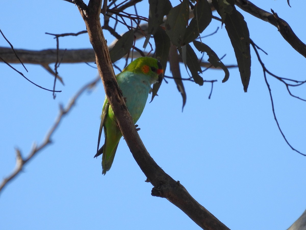 Purple-crowned Lorikeet - ML641547422