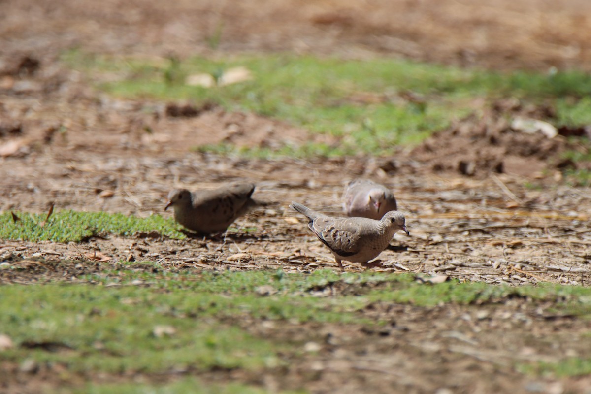 Common Ground Dove - ML641547434