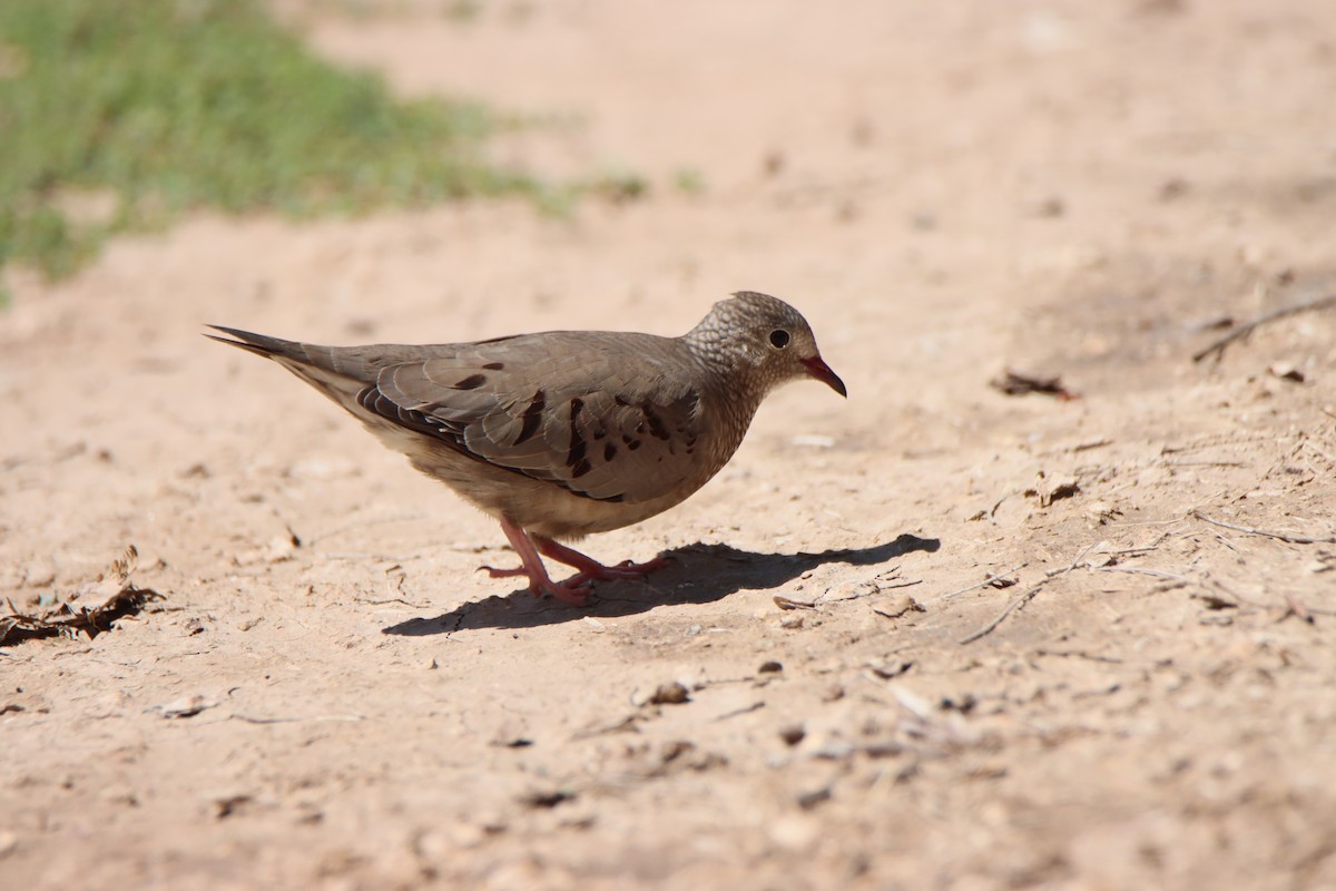 Common Ground Dove - ML641547435