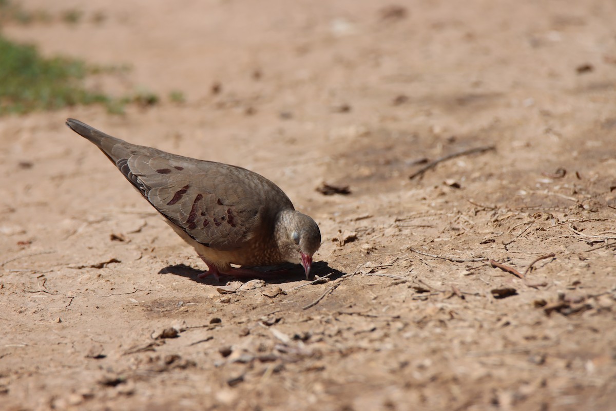 Common Ground Dove - ML641547436