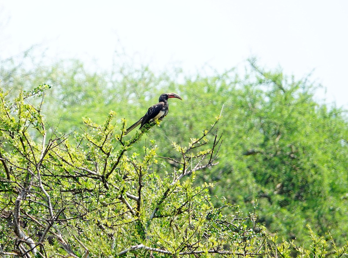 Hemprich's Hornbill - ML641547467