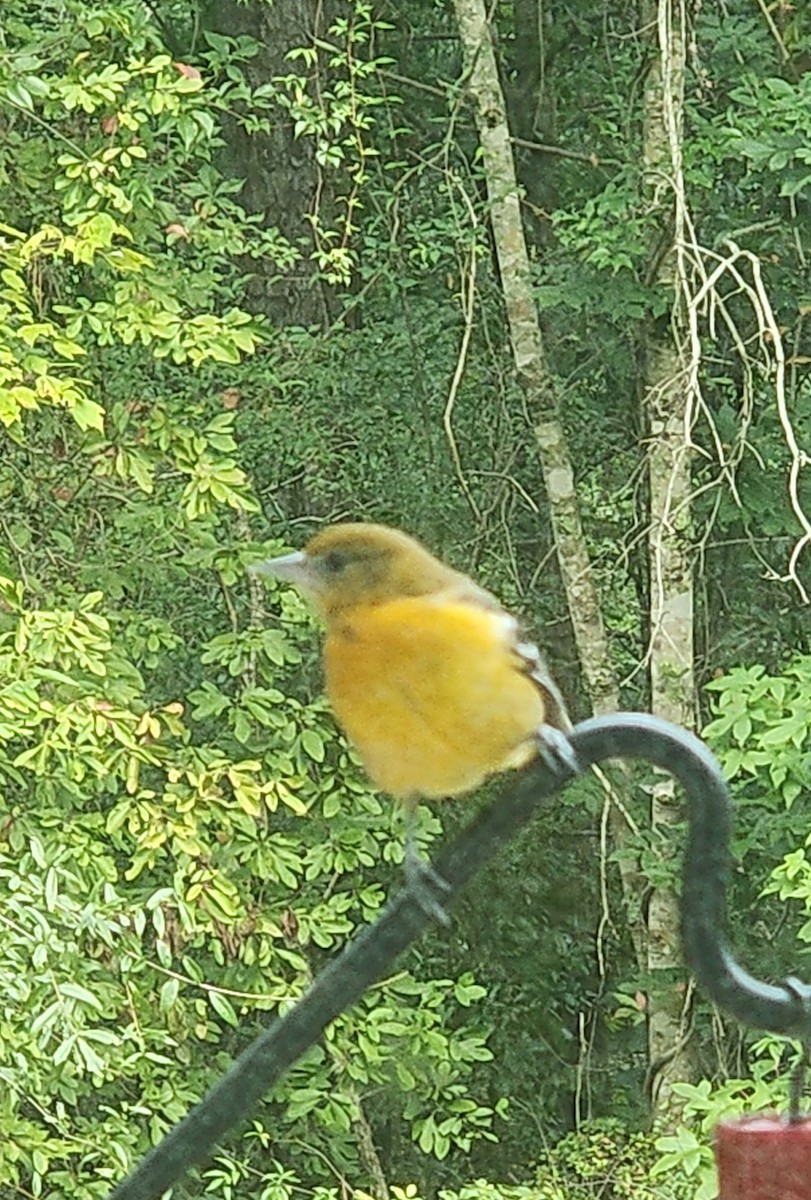 Baltimore Oriole - ML641547490