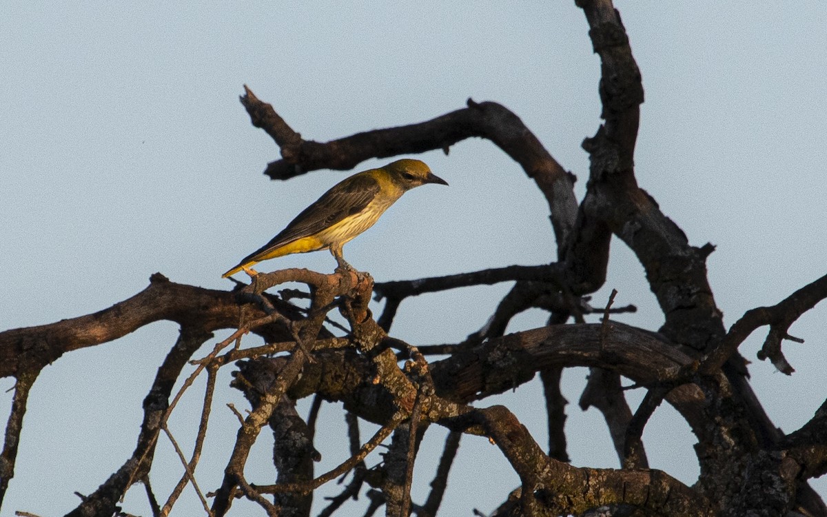 Eurasian Golden Oriole - ML641547492