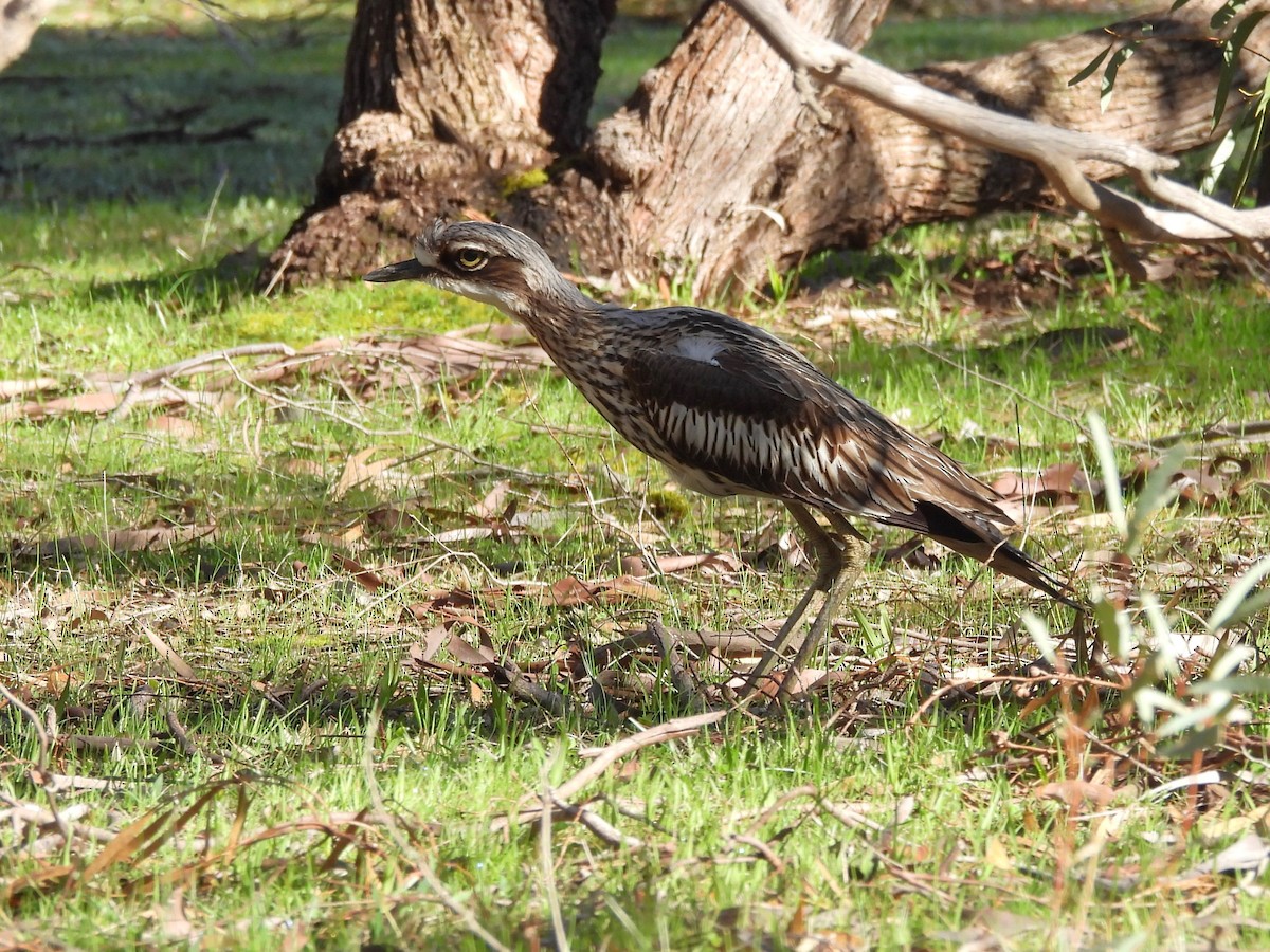 Bush Thick-knee - ML641547494