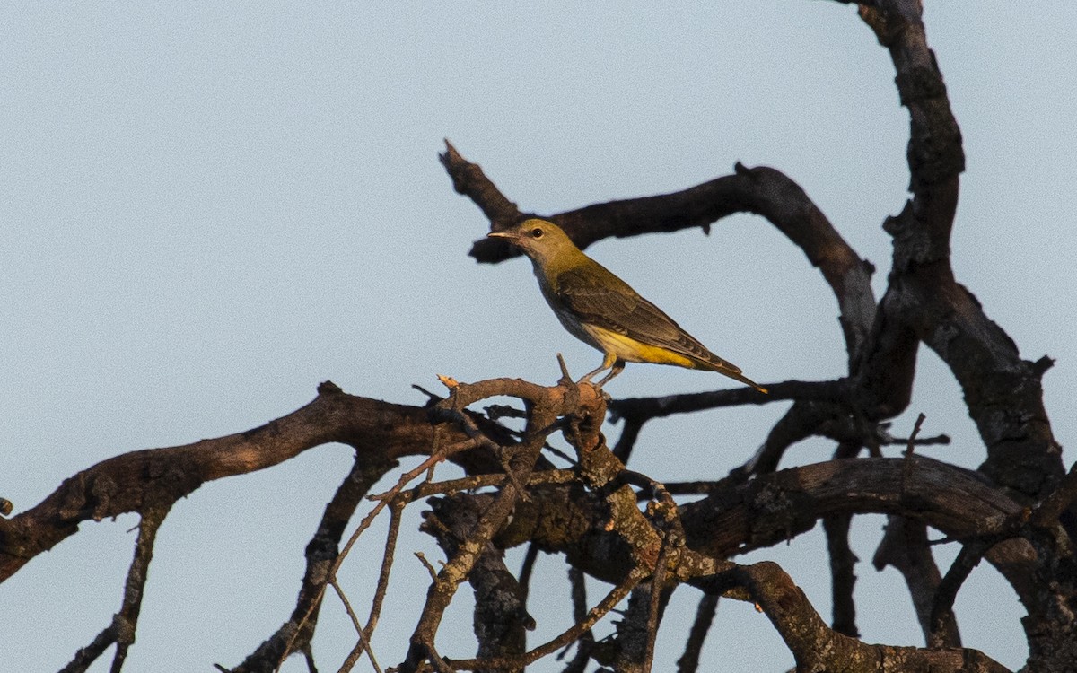 Eurasian Golden Oriole - ML641547496