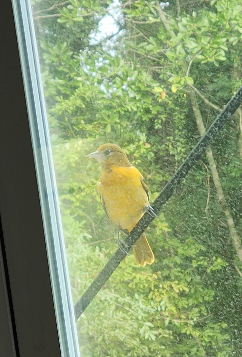 Baltimore Oriole - ML641547497