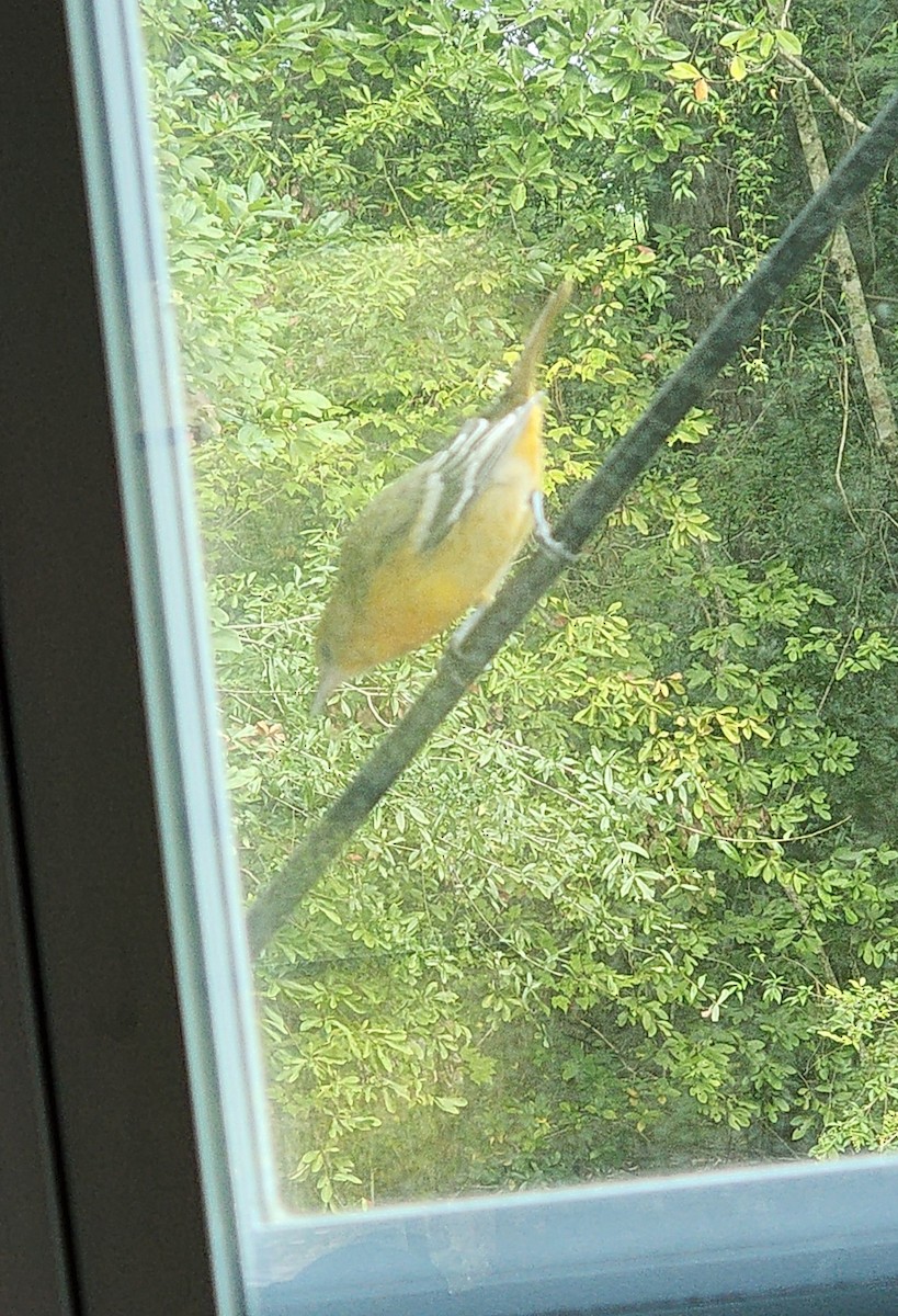 Baltimore Oriole - ML641547502