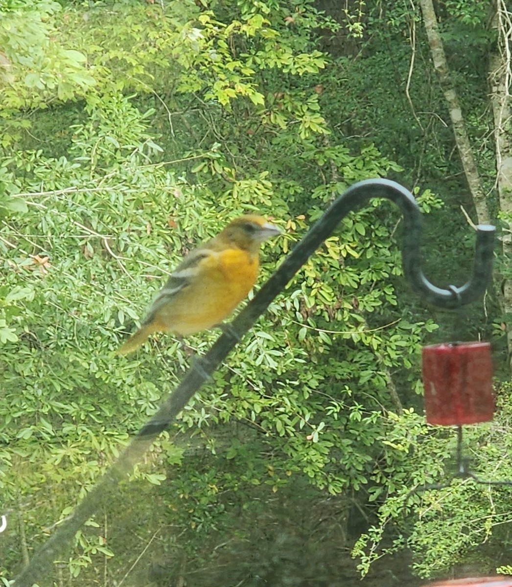 Baltimore Oriole - ML641547508