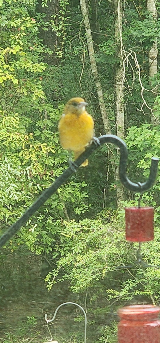 Baltimore Oriole - ML641547523