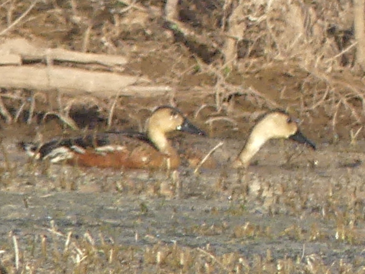 אווזון נודד - ML641547531