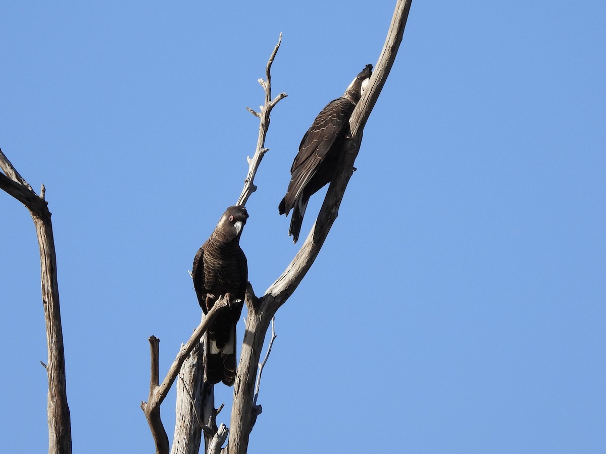 Weißschwanz-Rabenkakadu - ML641547544