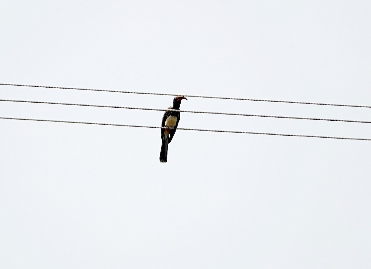 Hemprich's Hornbill - ML641547557