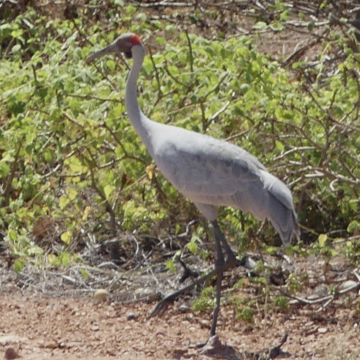 Brolga - ML641547576