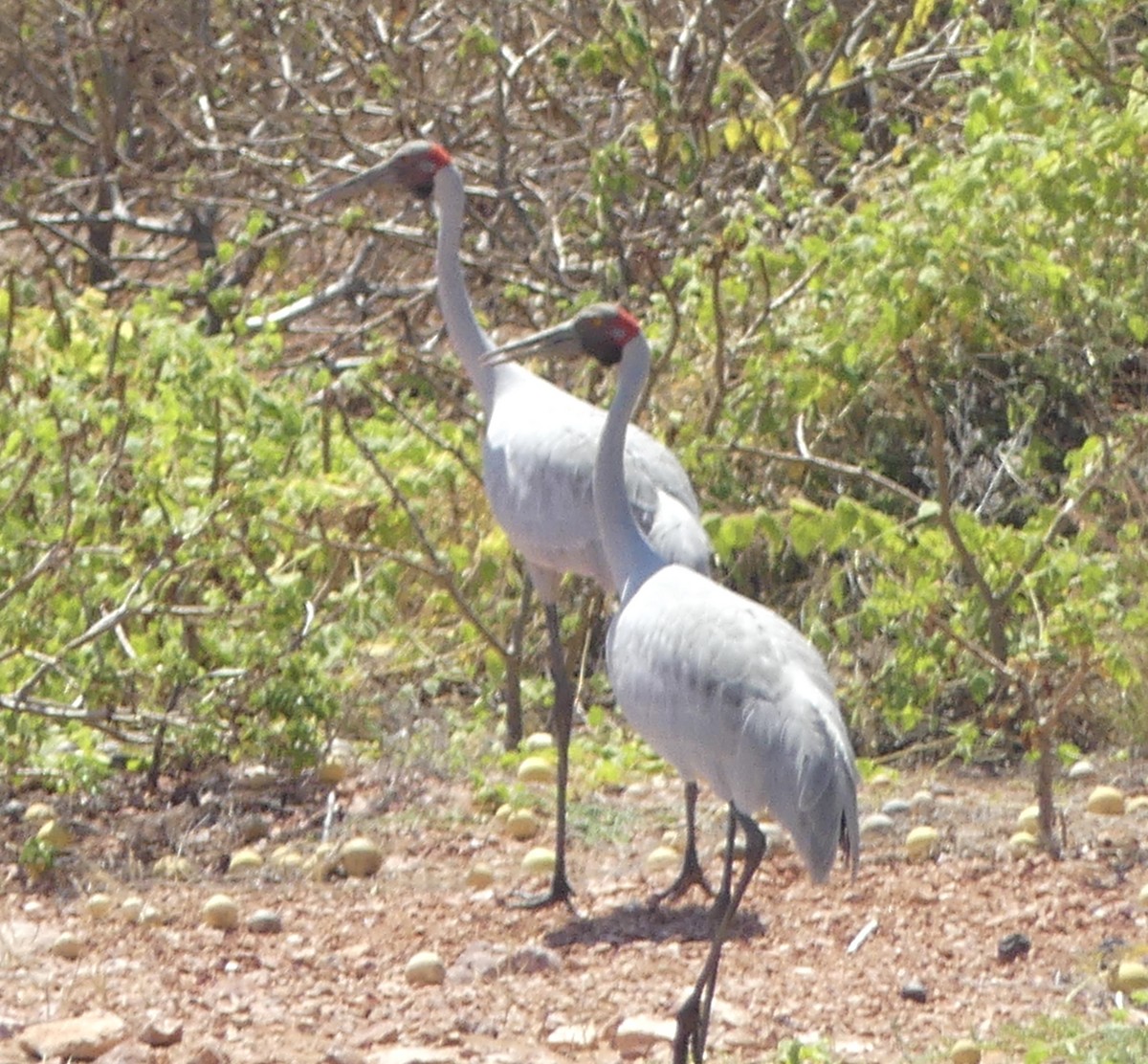 Brolga - ML641547577