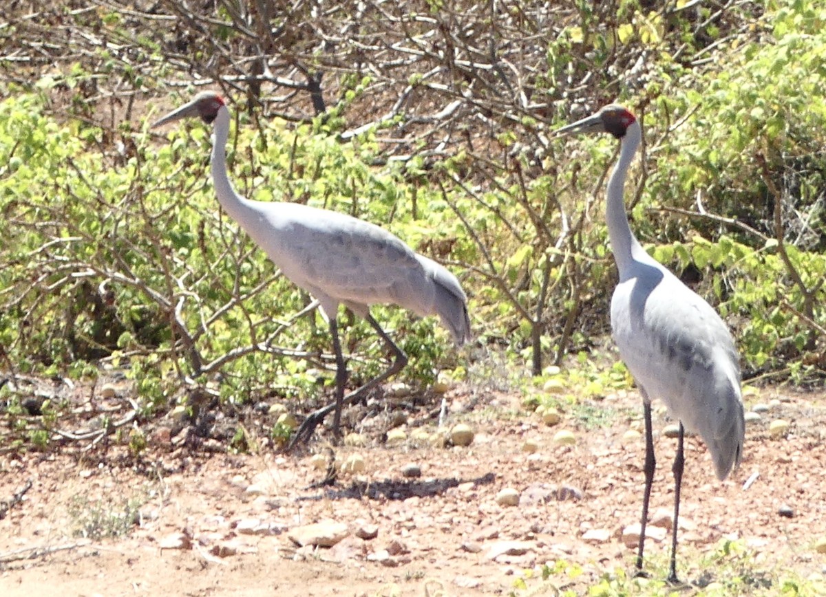 Brolga - ML641547578