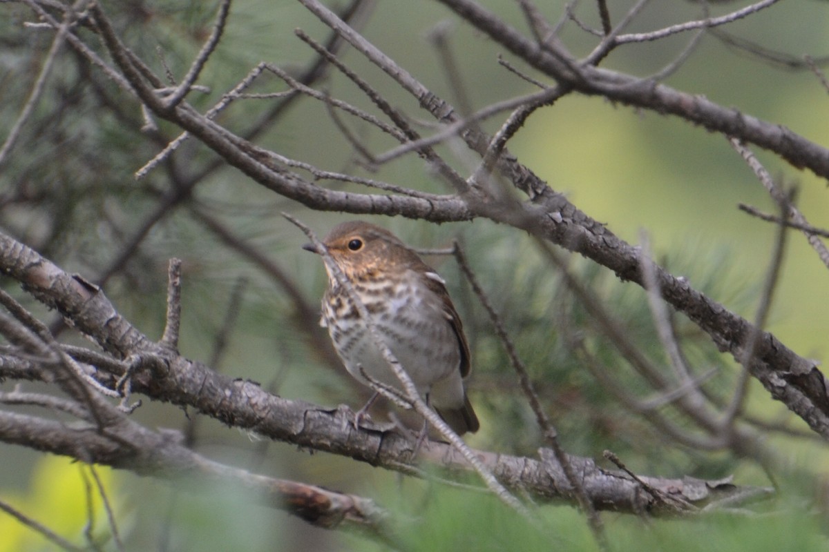 Swainson's Thrush - ML641547594