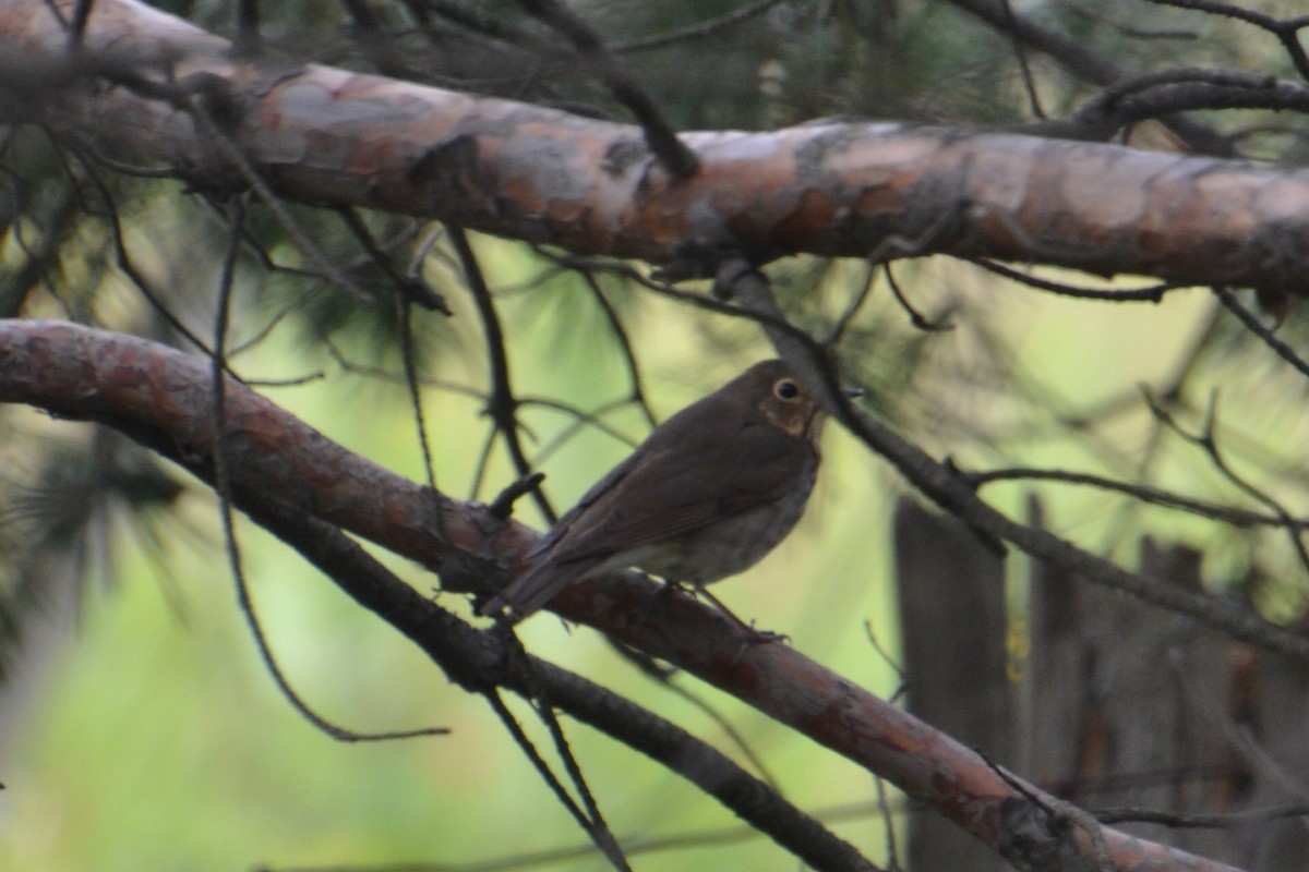 Swainson's Thrush - ML641547595