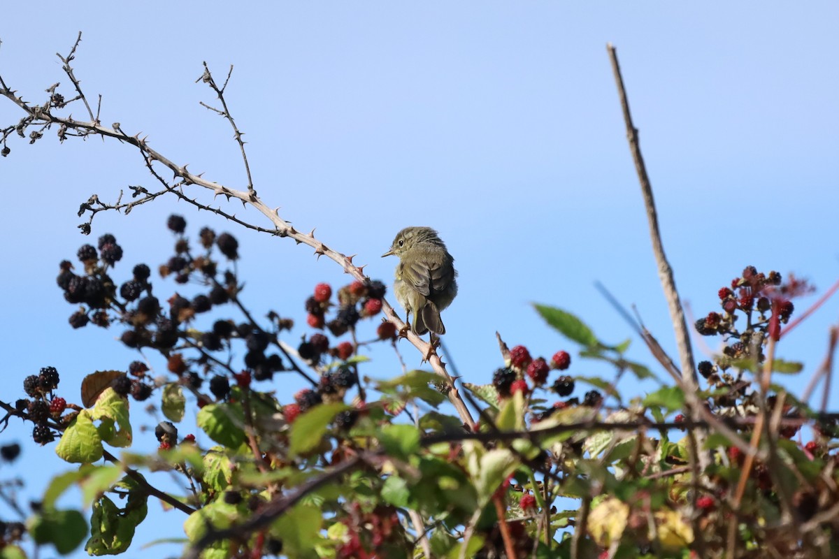Common Chiffchaff - ML641547607