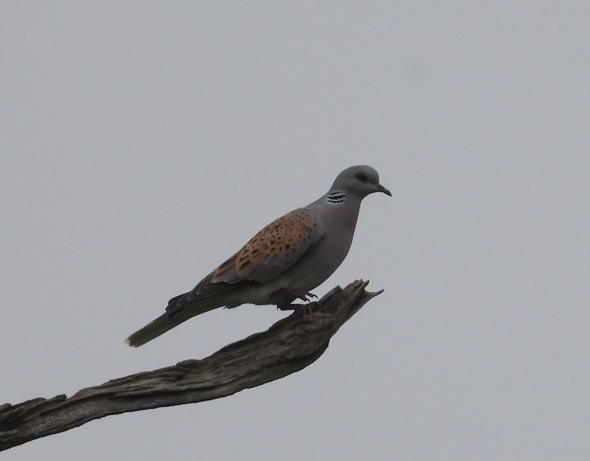 European Turtle-Dove - ML641547616