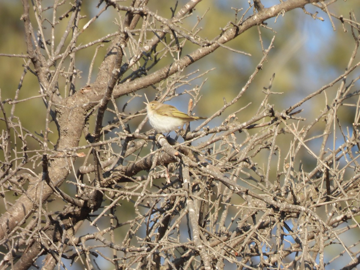 Eastern Bonelli's Warbler - ML641547625