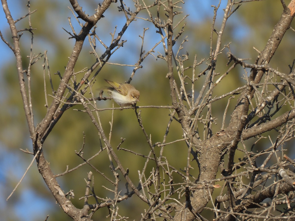 Eastern Bonelli's Warbler - ML641547626