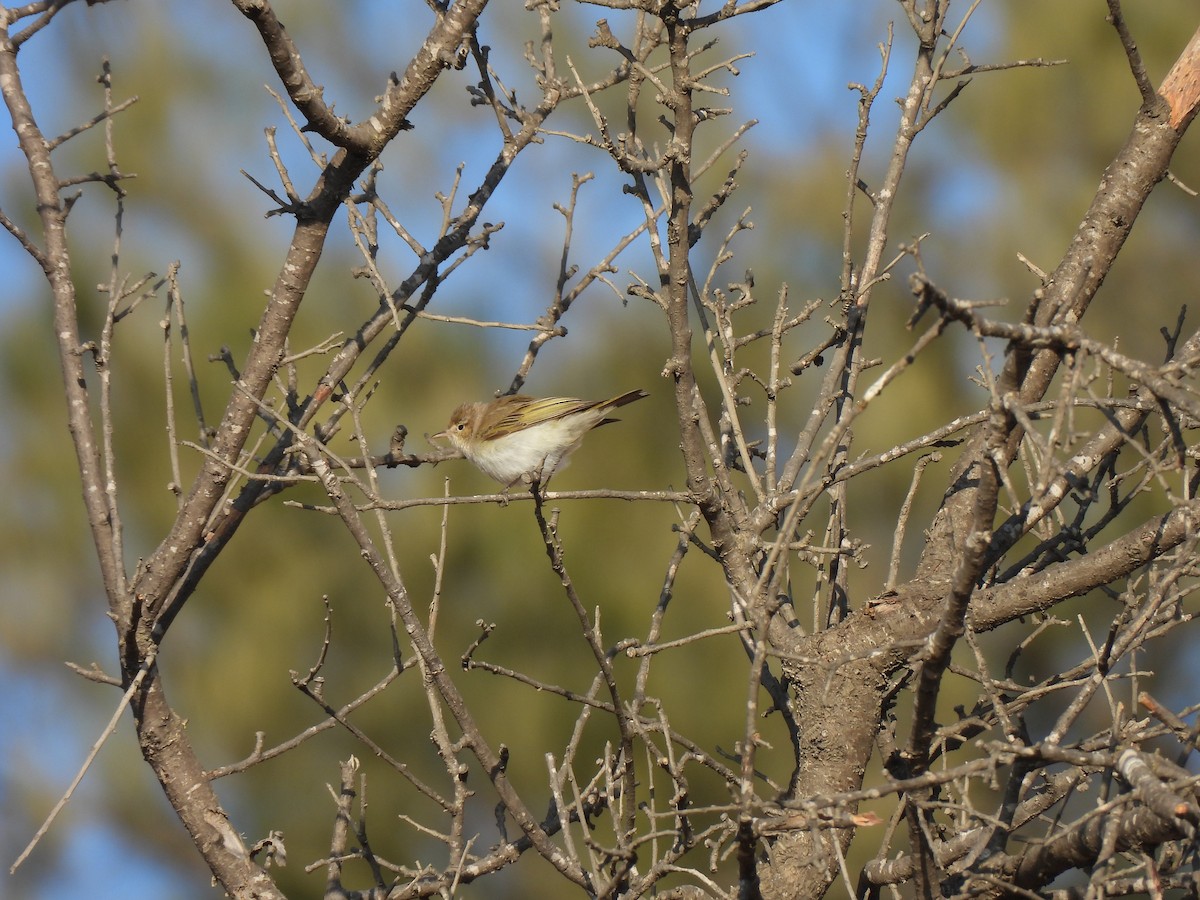 Eastern Bonelli's Warbler - ML641547627