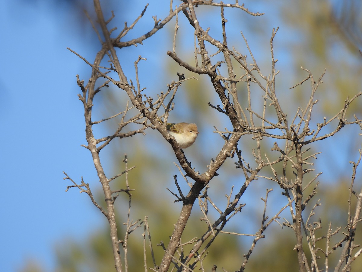 Eastern Bonelli's Warbler - ML641547628