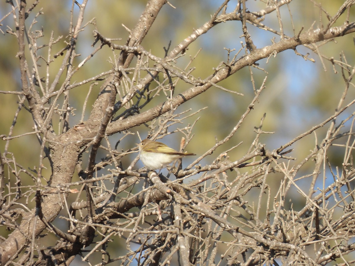 Eastern Bonelli's Warbler - ML641547629