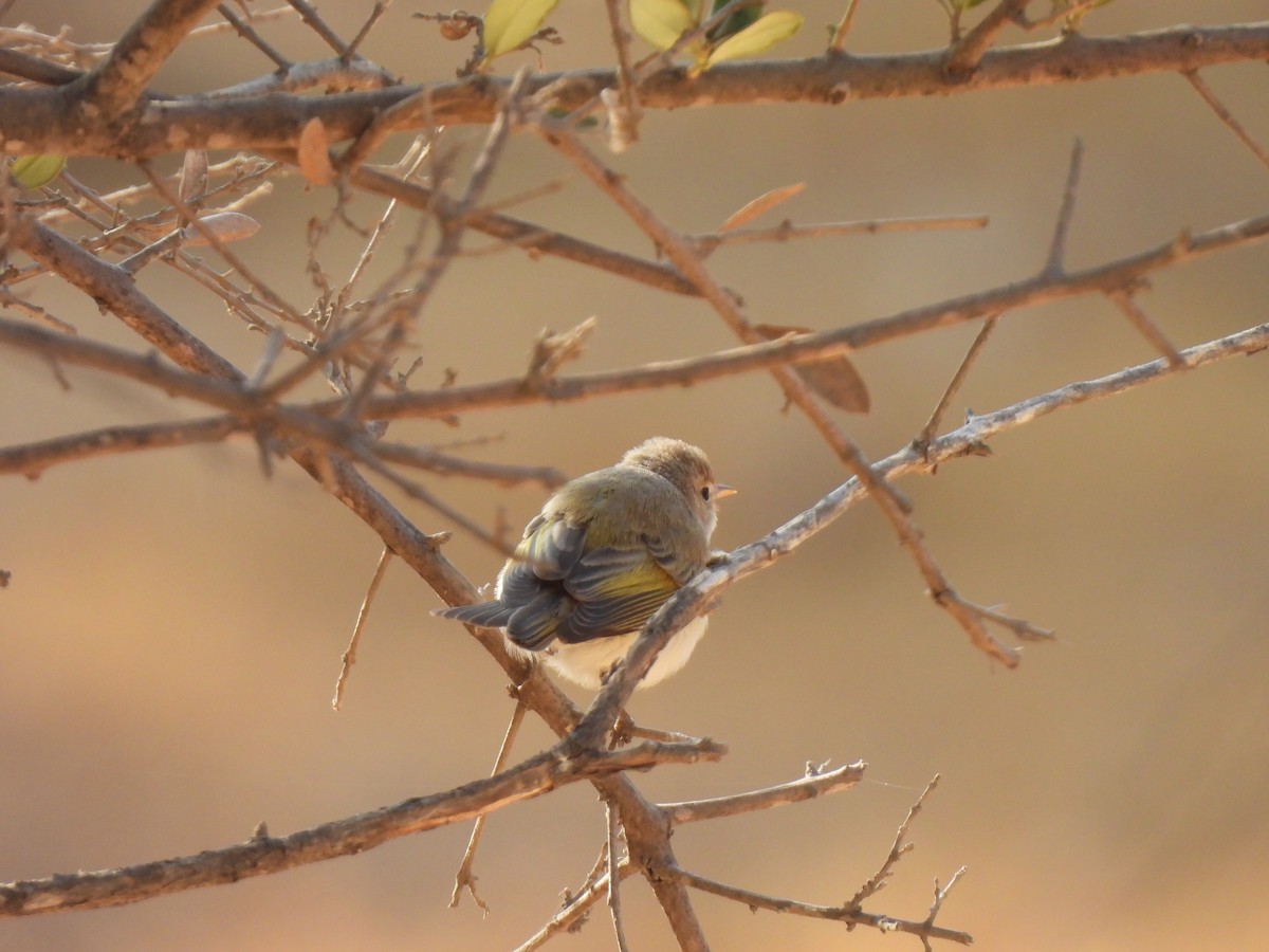 Eastern Bonelli's Warbler - ML641547630