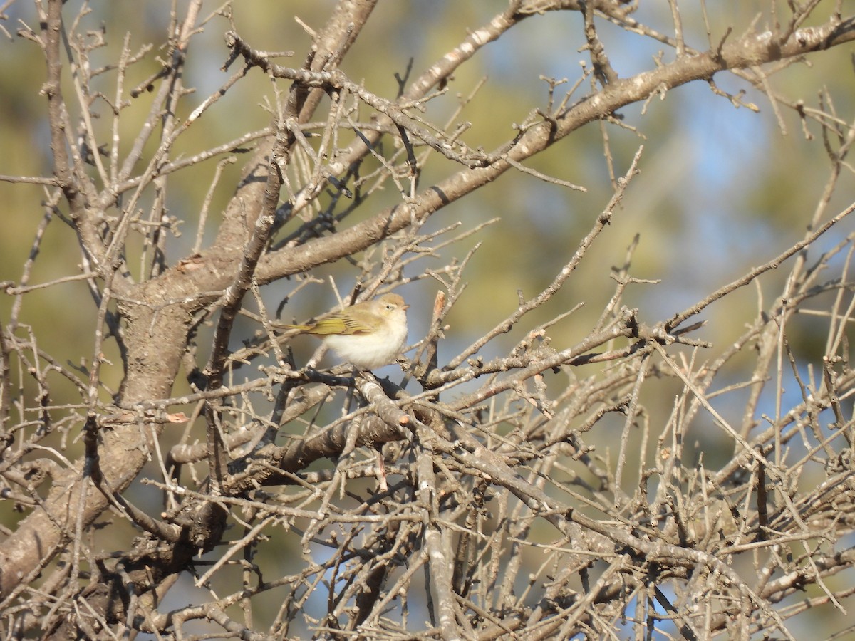 Eastern Bonelli's Warbler - ML641547631