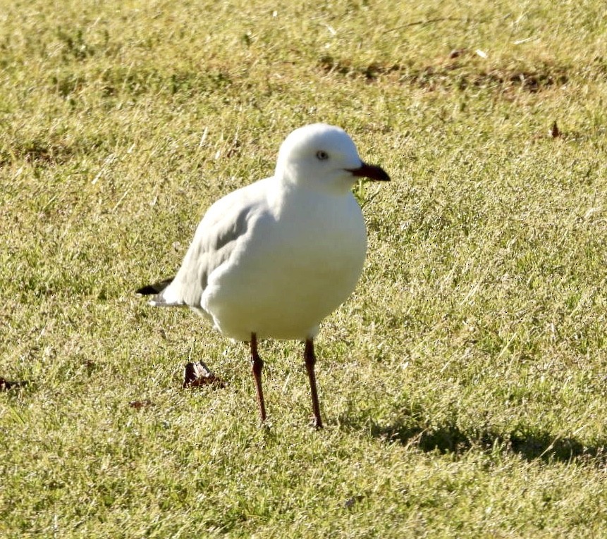 Mouette argentée - ML641547648
