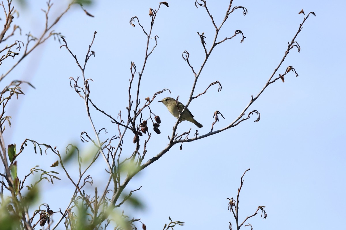 Common Chiffchaff - ML641547662