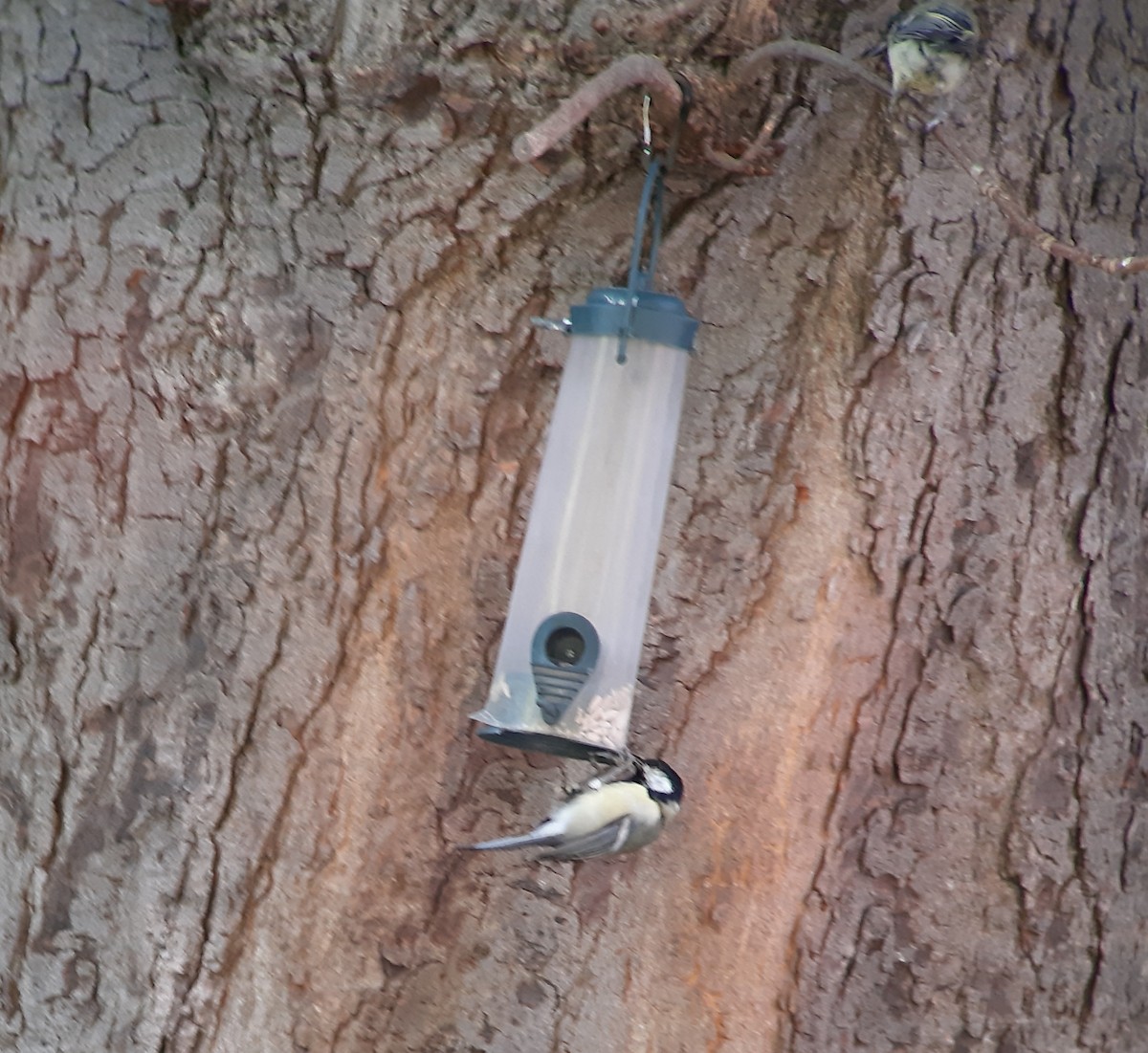 Great Tit - ML641547665