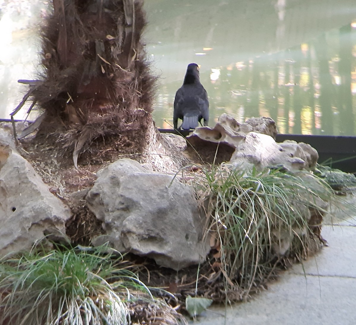Eurasian Blackbird - ML641547676