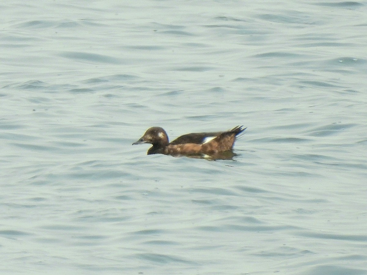 White-winged Scoter - ML641547677